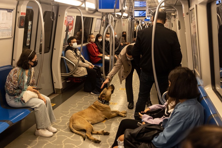 A man pats a dog that lies on the floor of a subway train.