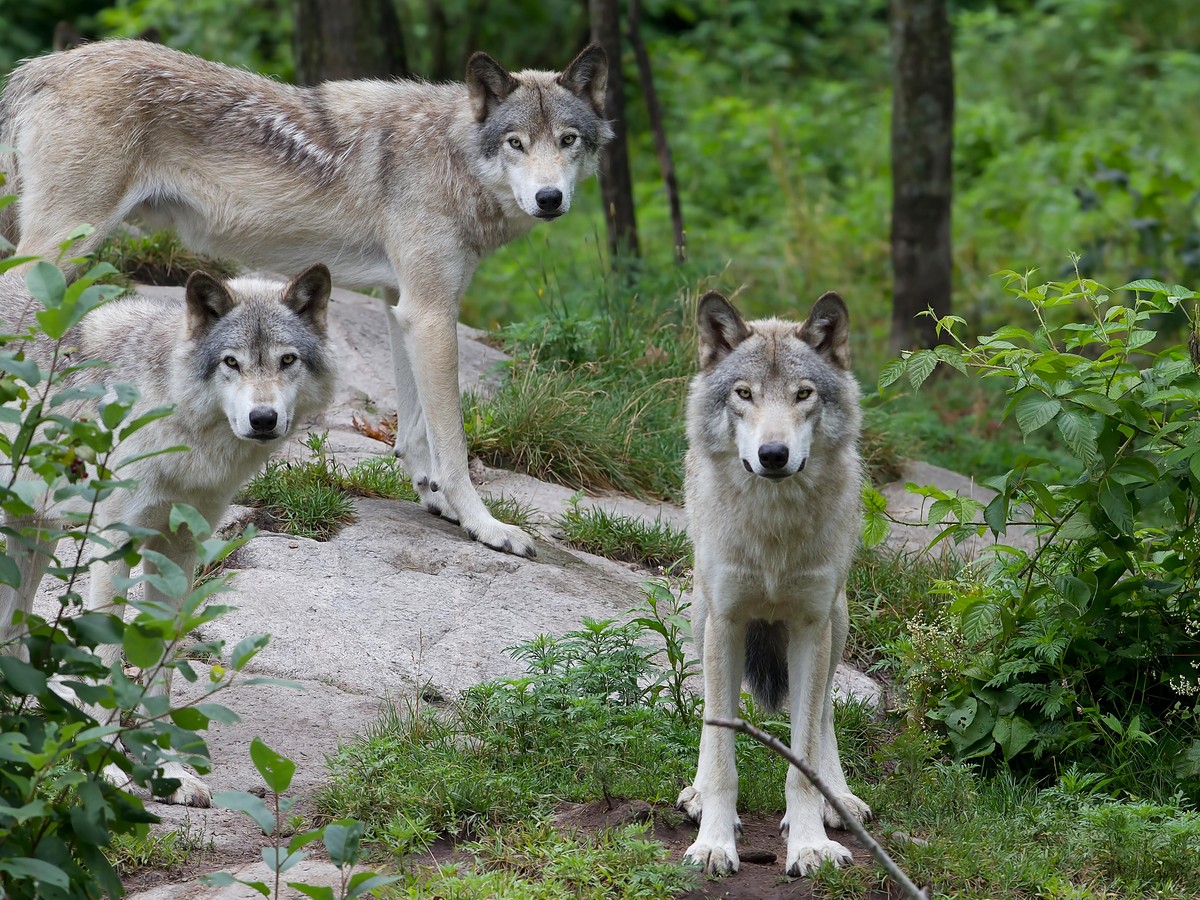 Download How A Simple Statistical Error Killed 463 Wolves The Atlantic