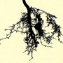 An upside-down tree