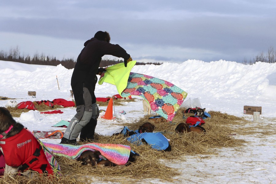 A musher covers his resting dog team in blankets.