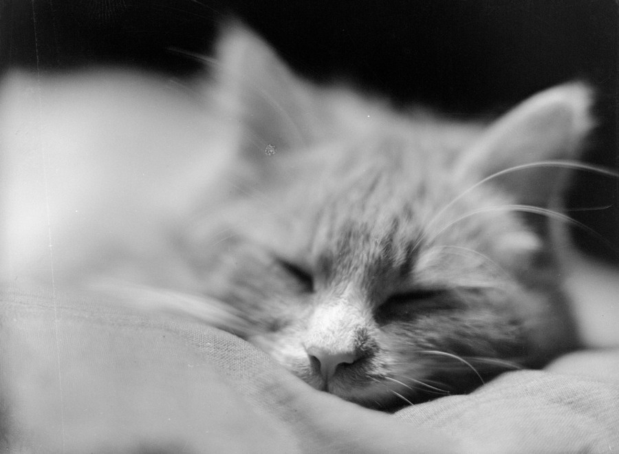 Historic Cat Photos On International Cat Day The Atlantic