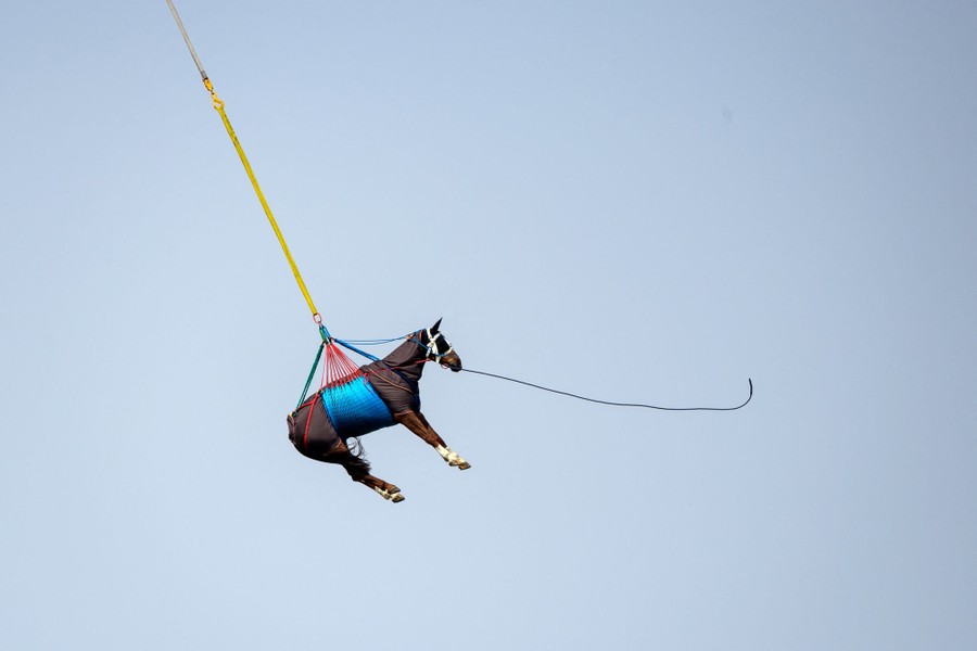 A horse is lifted into the air, hanging from a sling beneath a helicopter.