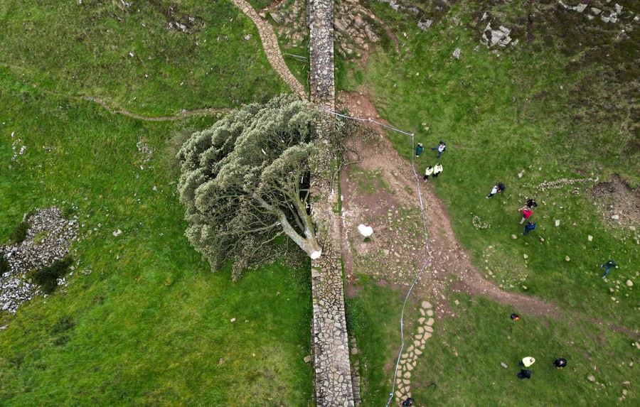 An aerial view of a felled tree that lies across an ancient stone wall