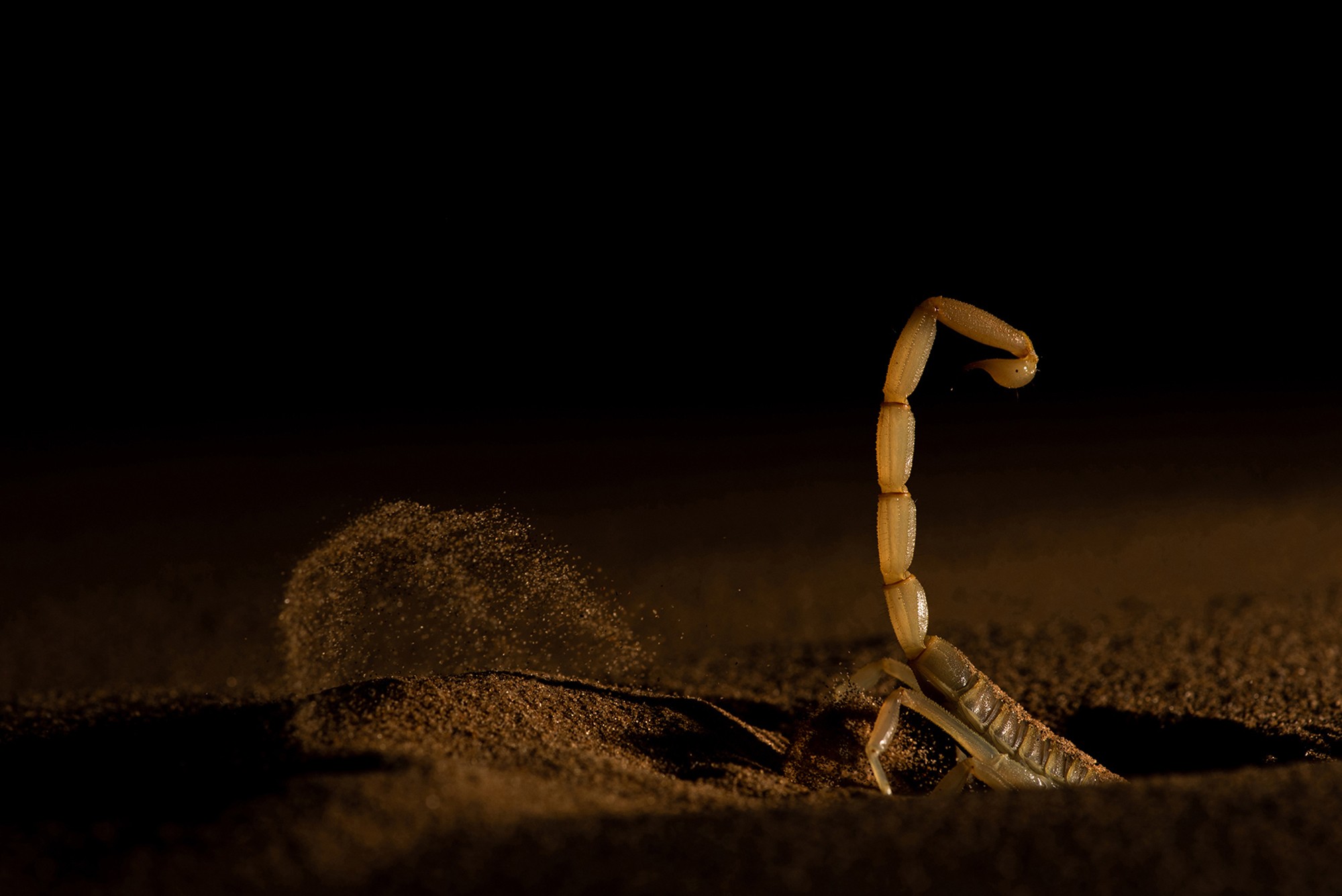 A scorpion kicks up grains of sand as it burrows in the desert at night.