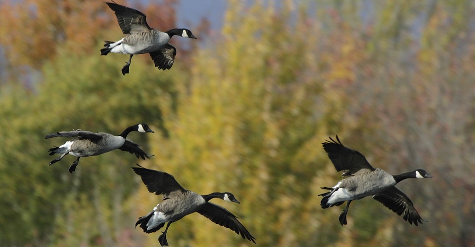 My First Helping Of Canada Goose The Atlantic