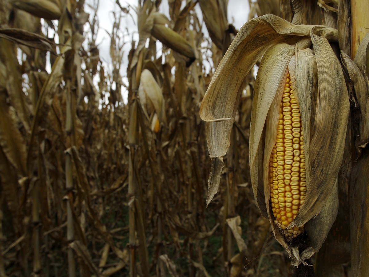 I been in the field like the children of the corn 