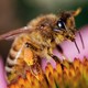 Close-up color photograph of a honeybee perched on a flower