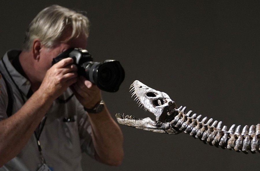 A photographer takes a photo of the mounted fossil skeleton of an aquatic dinosaur.