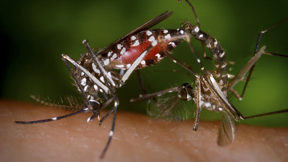 What To Know About Aedes Albopictus The Other Mosquito That Carries Zika The Atlantic 0574