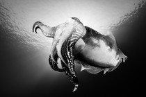 A cuttlefish in the Adriatic Sea