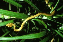 A yellow snake in grass 