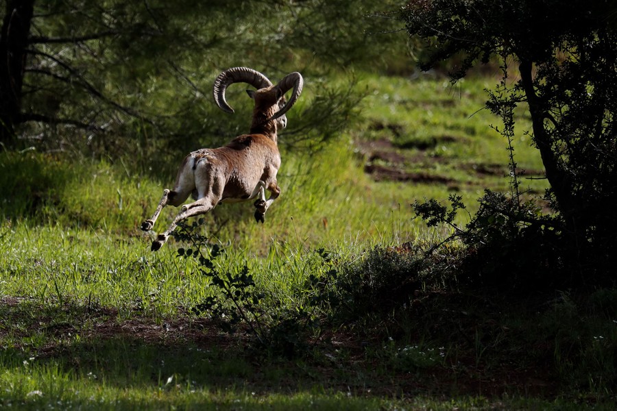 A wild sheep runs through a forest.