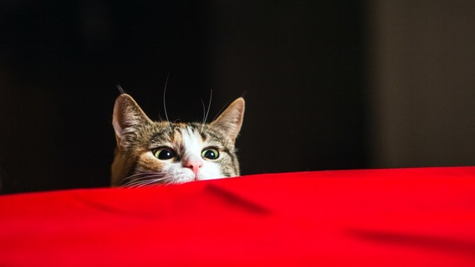Why We Think Cats Are Psychopaths