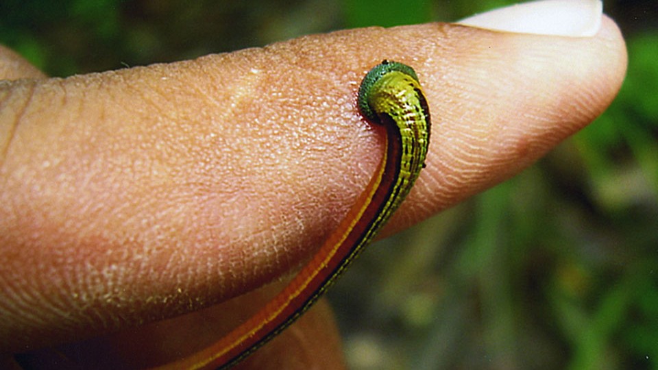 Want to Census a Jungle's Animals? Sequence The DNA From Blood-Sucking  Leeches - The Atlantic