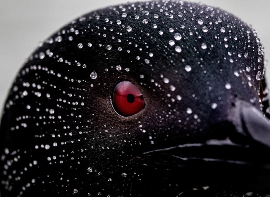 A close view of the head of a loon, covered with lines of water droplets