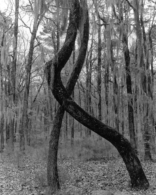 A black-and-white photograph of two tree trunks twisting around one another in a forest