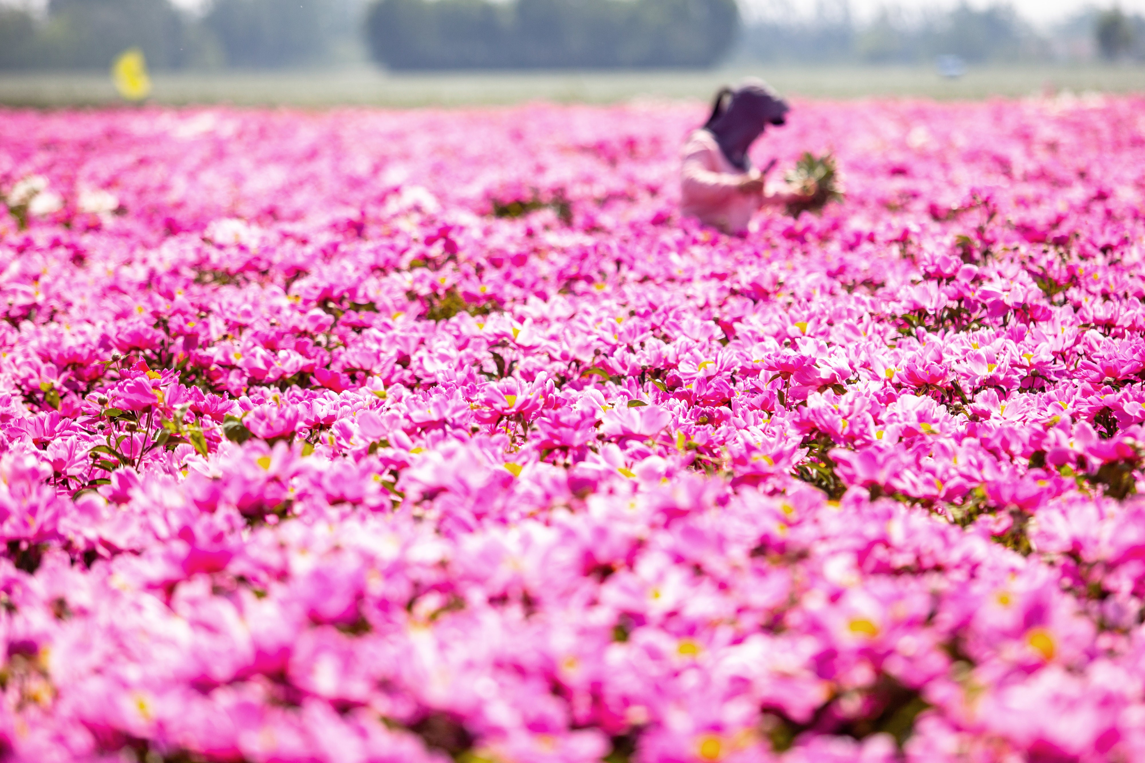 A farmer harvests peonies in a field filled with them.