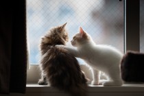 A kitten places a paw comfortingly on another kitten's back.