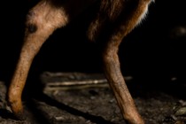 the two hind legs of a deer in the dark