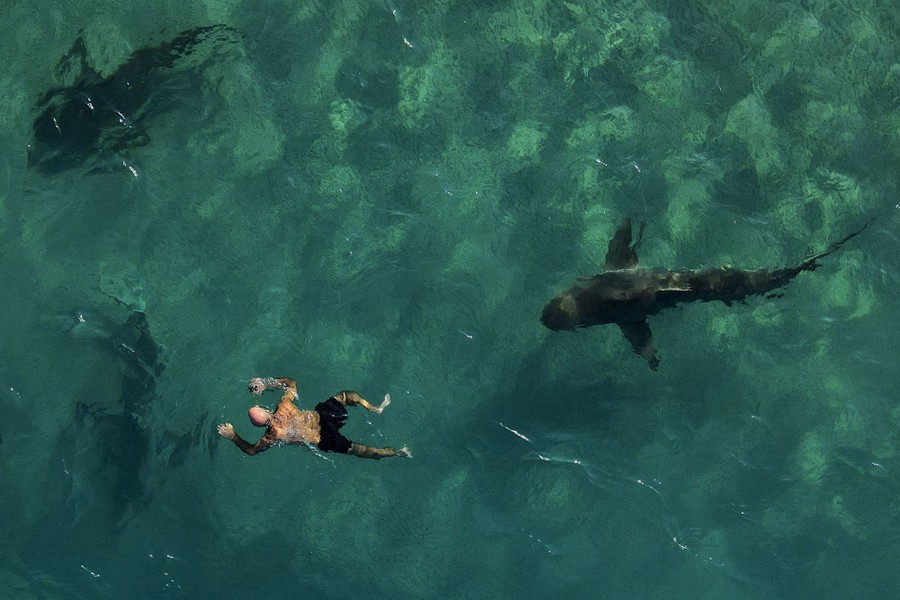 An aerial shot of a man swimming near several sharks