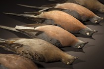 Taxidermied passenger pigeons