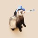 A ferret with a thermometer in its mouth