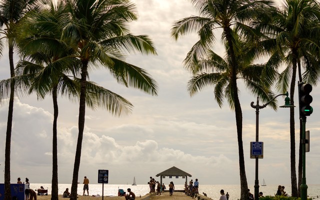 a beach with palm trees
