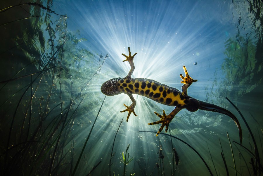 An underwater photograph of the underside of a swimming newt