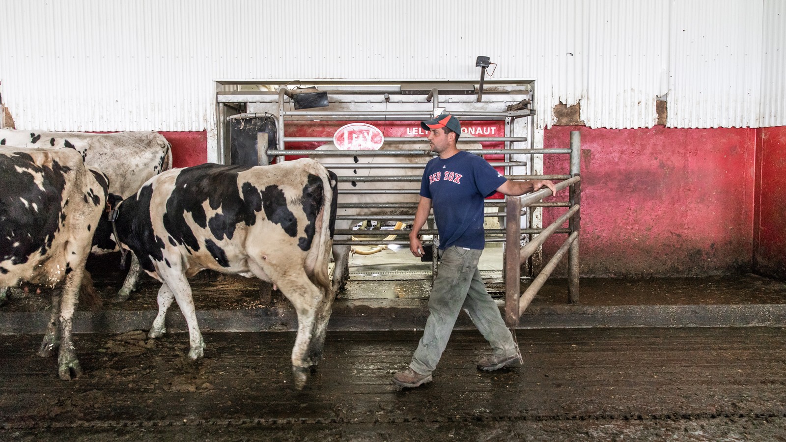 Foranderlig frugter favorit Can Robots Help Keep Dairy Farmers In Business? - The Atlantic