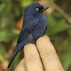 A deep-blue flowerpiercer