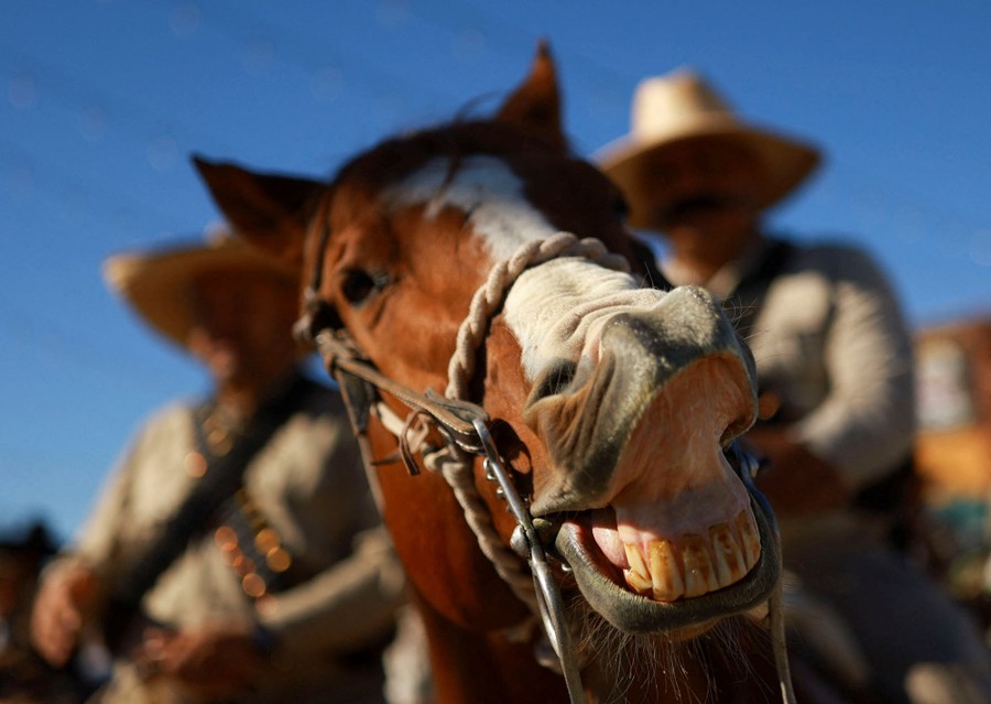 A close view of a horse raising its upper lip, exposing its teeth, during a parade