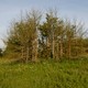 A picture of trees with Dutch Elm disease.