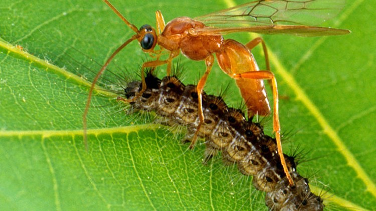Parasitic Wasps Genetically Engineer Caterpillars Using Domesticated