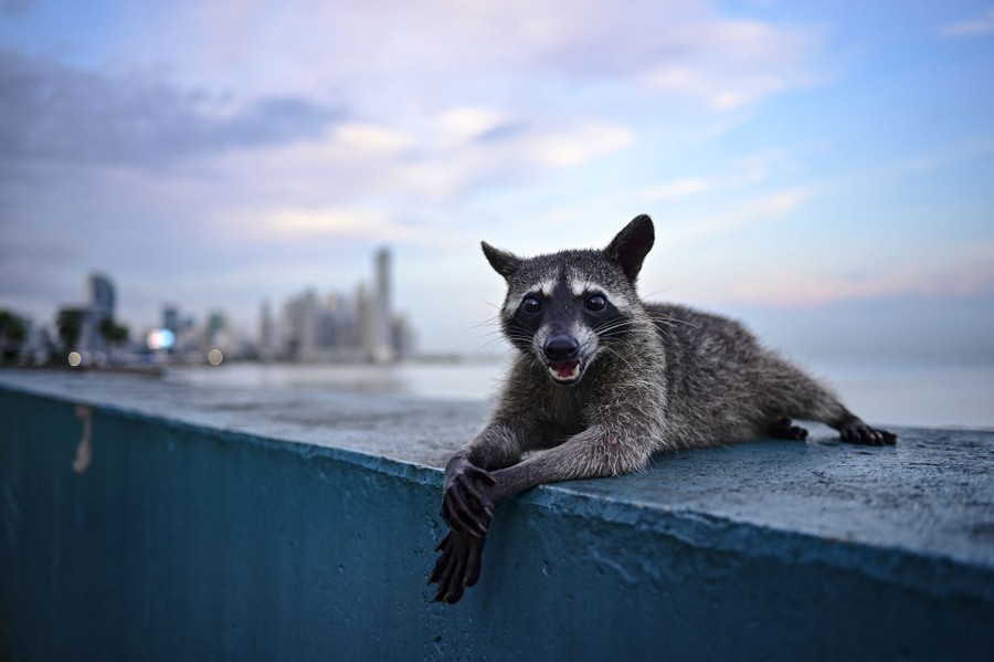 A raccoon rests on a wall near a city.