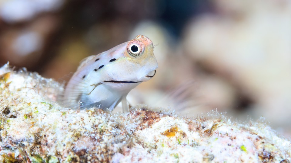 A Great Barrier Reef blenny