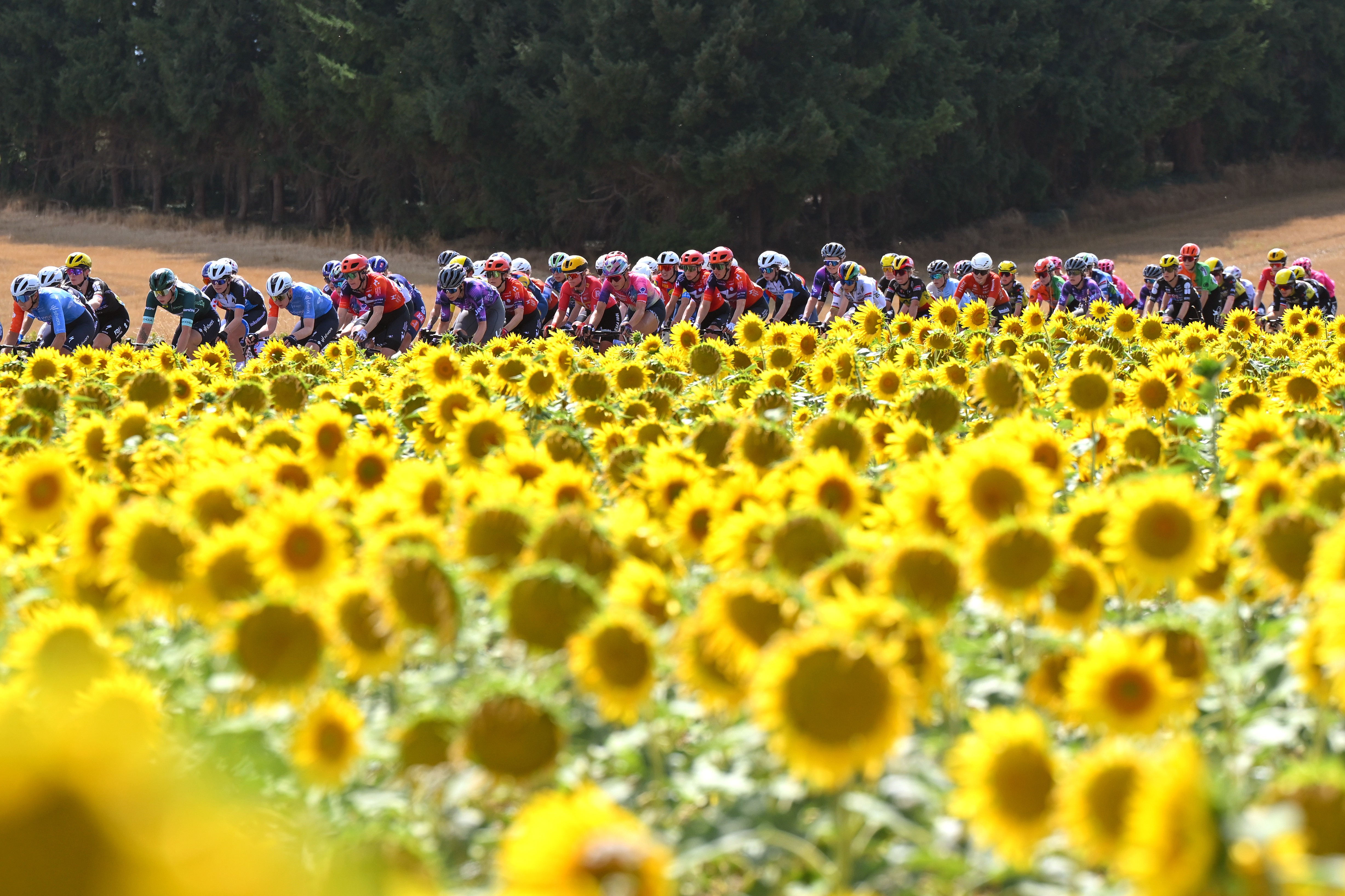 A pack of racing cyclists passes by a sunflower field.