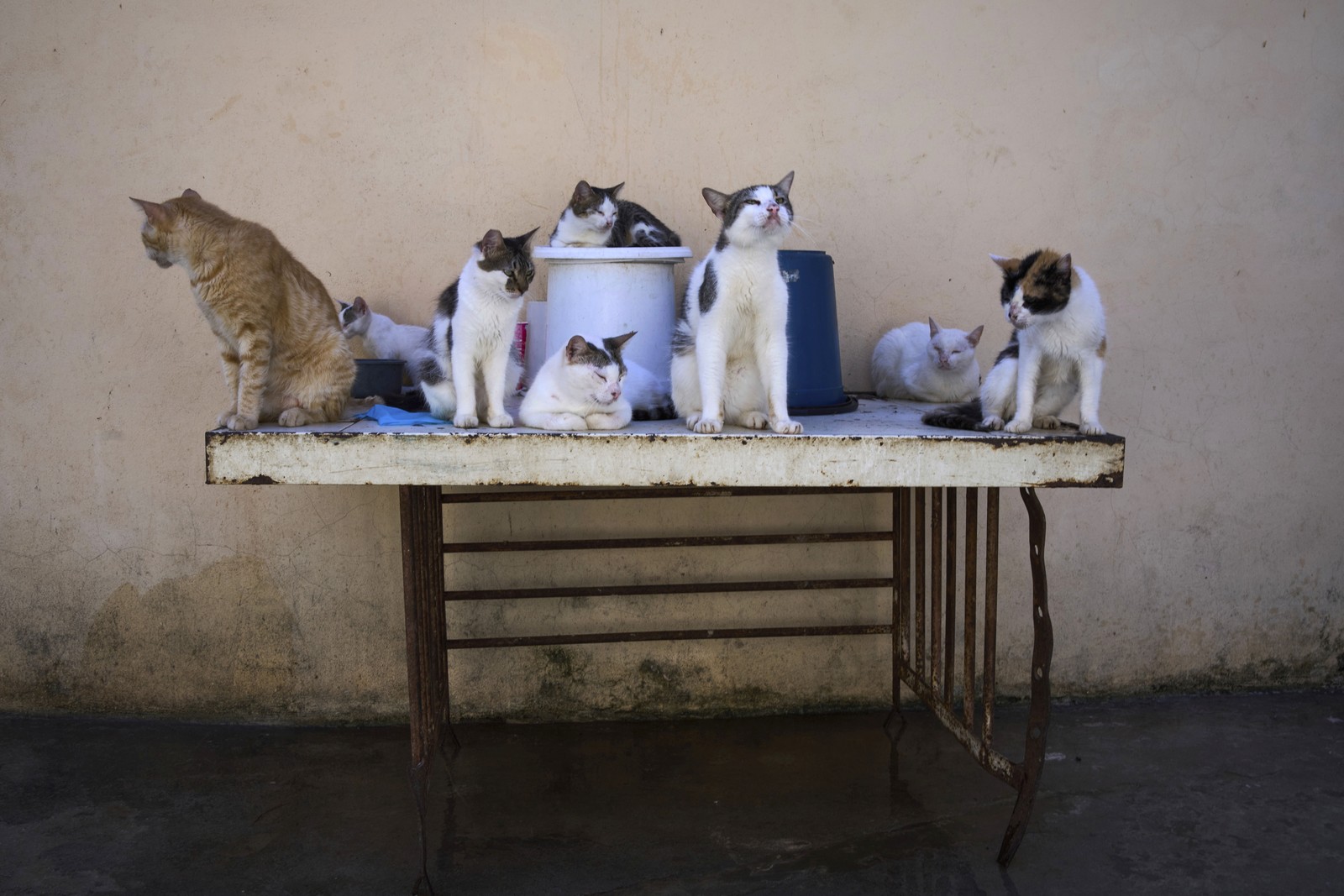 Stray cats gather on a table.