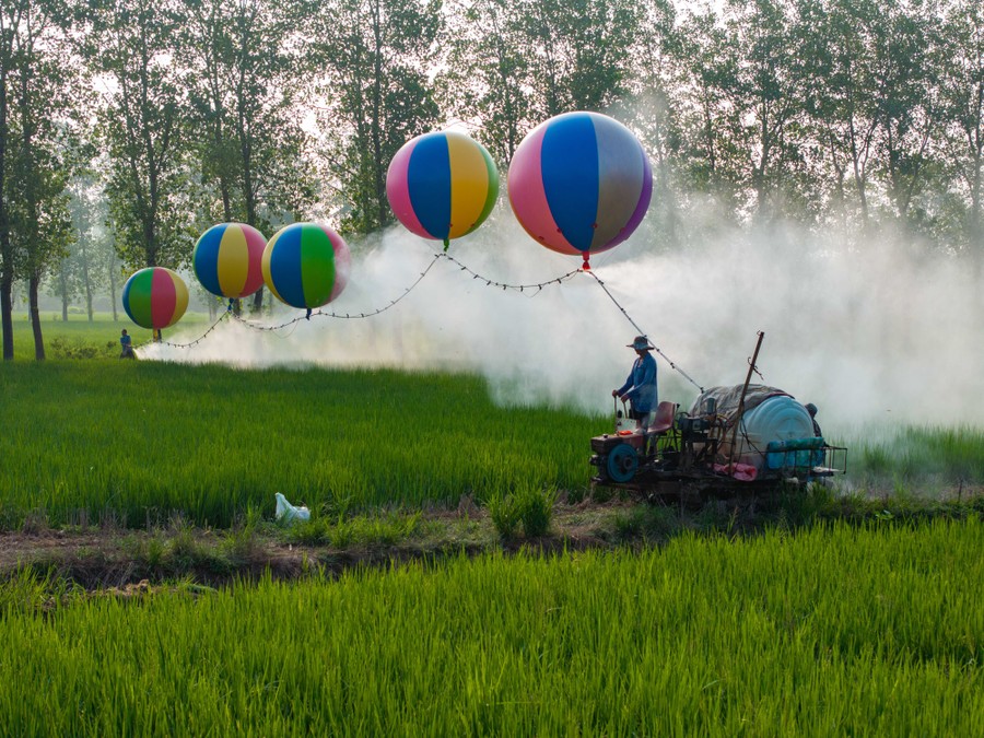 Two farmers guide a spray hose held aloft by five large balloons, spraying a chemical on rice plants below.