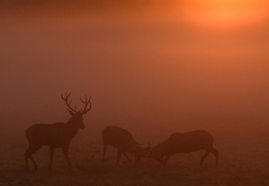 Three deer are seen in silhouette, in the rust-colored mist of a sunrise.
