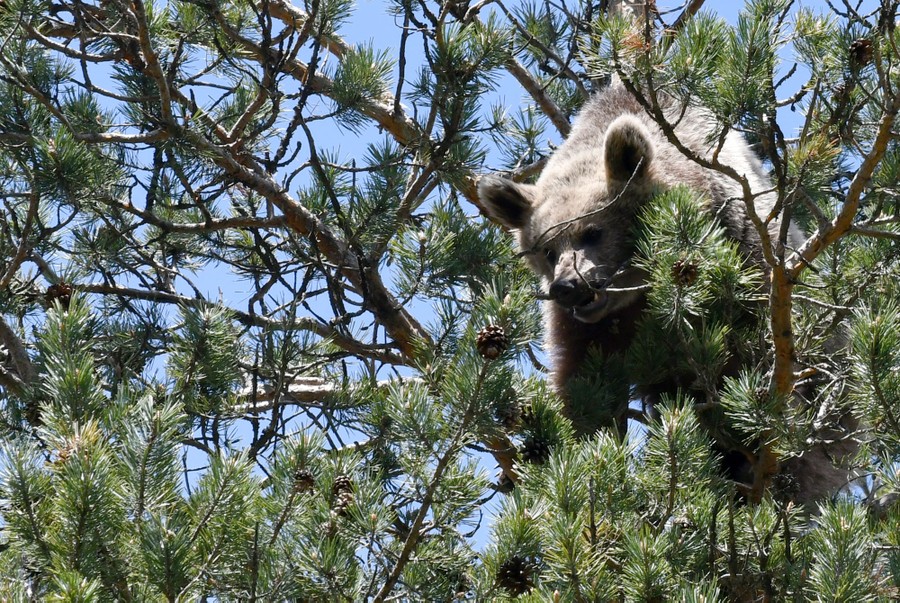 A bear in the upper branches of a tree
