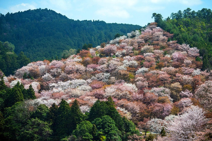 April Blooms: Spring is On the Way - The Atlantic