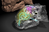 A model of the head of Euoplocephalus, showing its convoluted nasal passages
