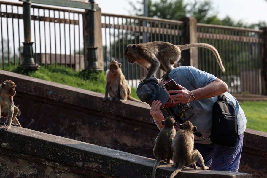 A tourist approaches several macaques, as one climbs on their back.