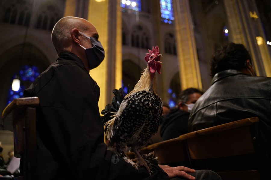 A rooster sits on a person's lap inside a cathedral.
