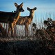 Two deer stand before a bush.