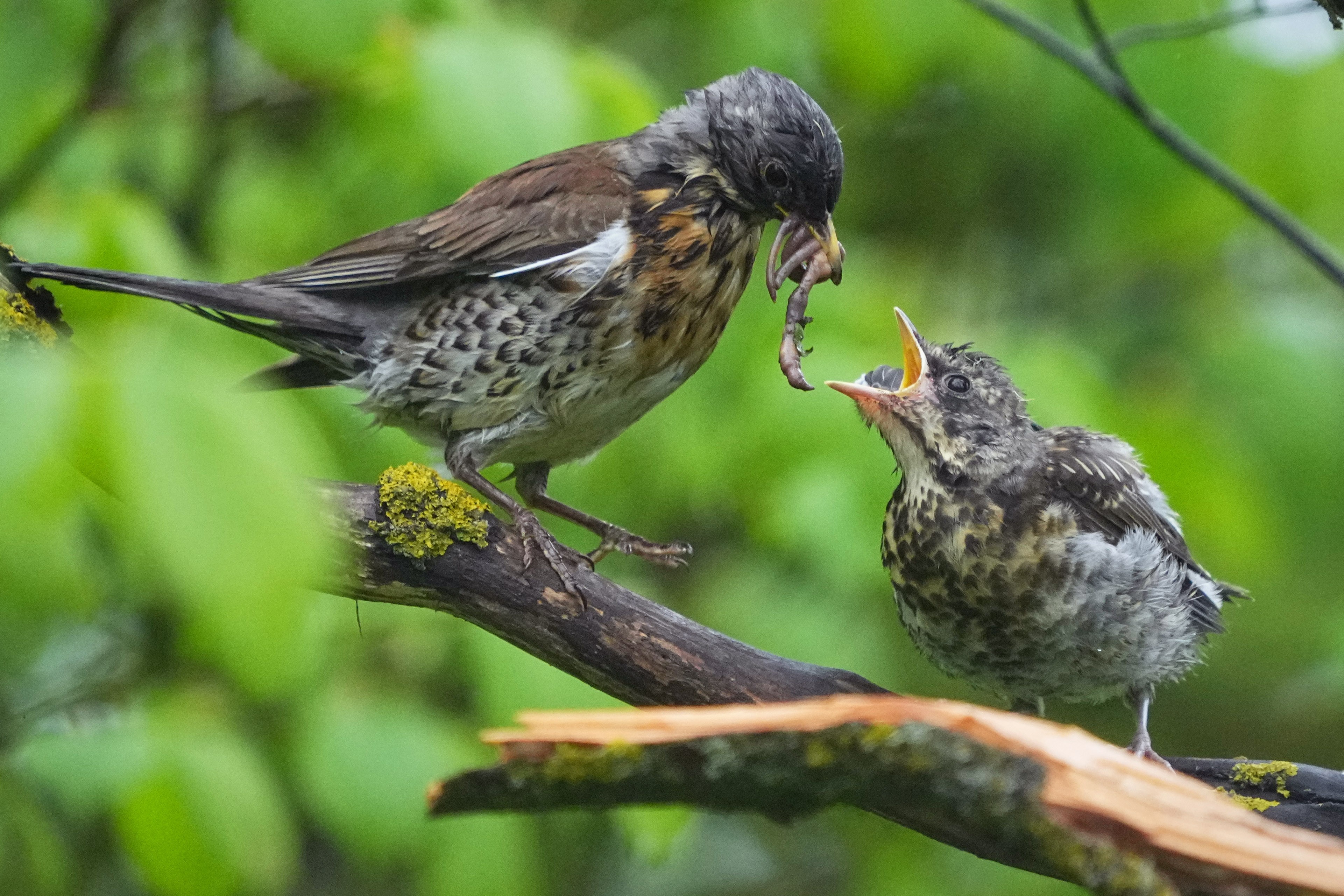 A thrush feeds a fledgling in a city park.