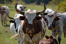 A Pineywood cow