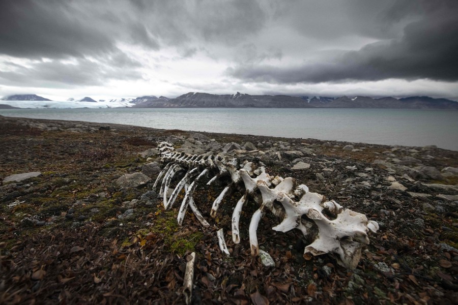 The backbone and skeletal remains of a reindeer sit on a shoreline under overcast skies.