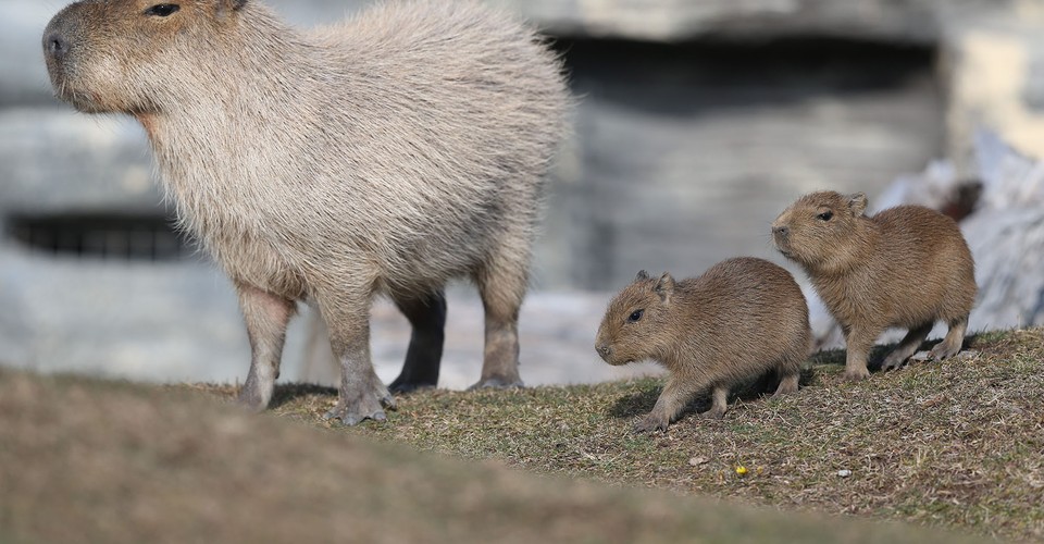 Companionable Capybaras - The Atlantic