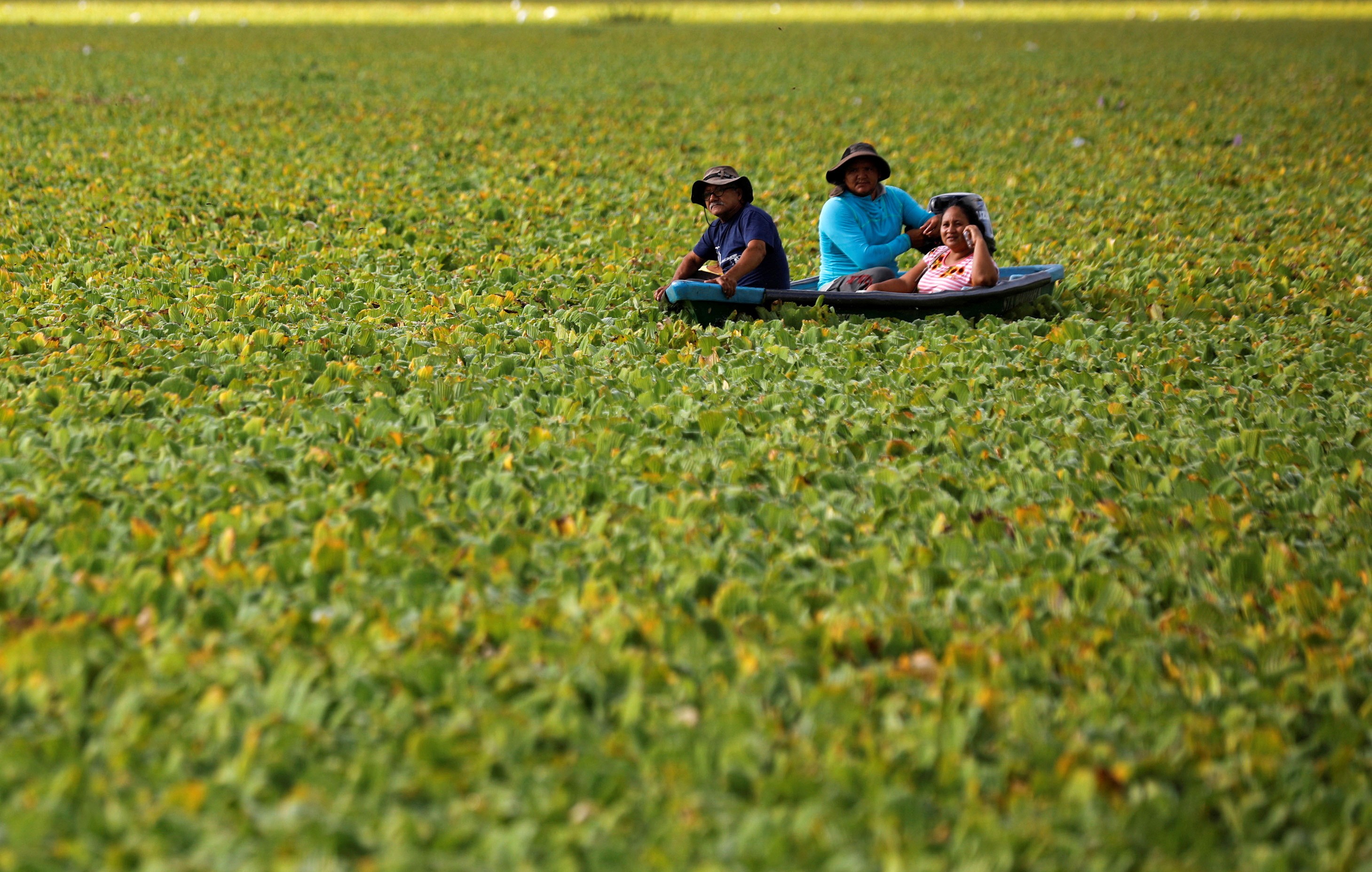Several people navigate a plant-choked reservoir in a small boat.